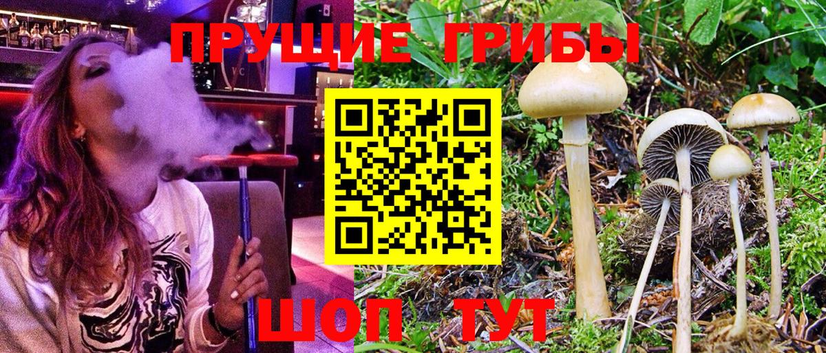 Тулун  Галлюциногенные грибы ЛСД  Вход с VPN  Галлюциногенные грибы прущие грибы 
